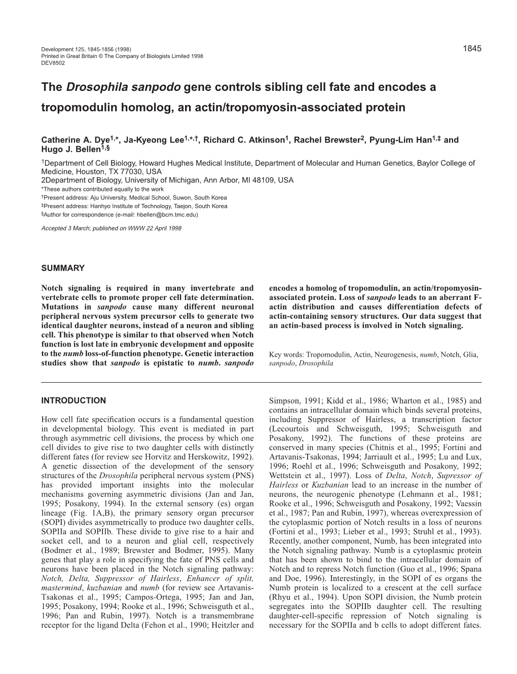 The Drosophila Sanpodo Gene Controls Sibling Cell Fate and Encodes a Tropomodulin Homolog, an Actin/Tropomyosin-Associated Protein