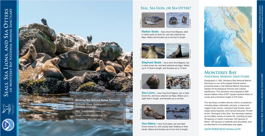 Seals, Sea Lions and Sea Otters