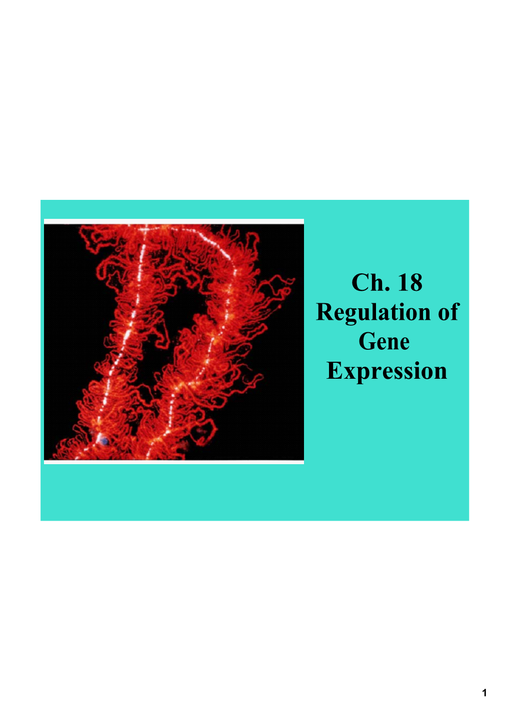 Ch. 18 Regulation of Gene Expression