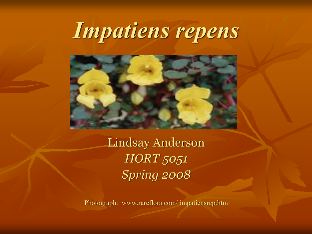 Impatiens Repens