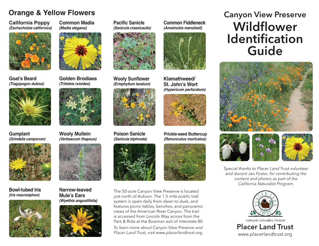 Wildflower Identification Guide