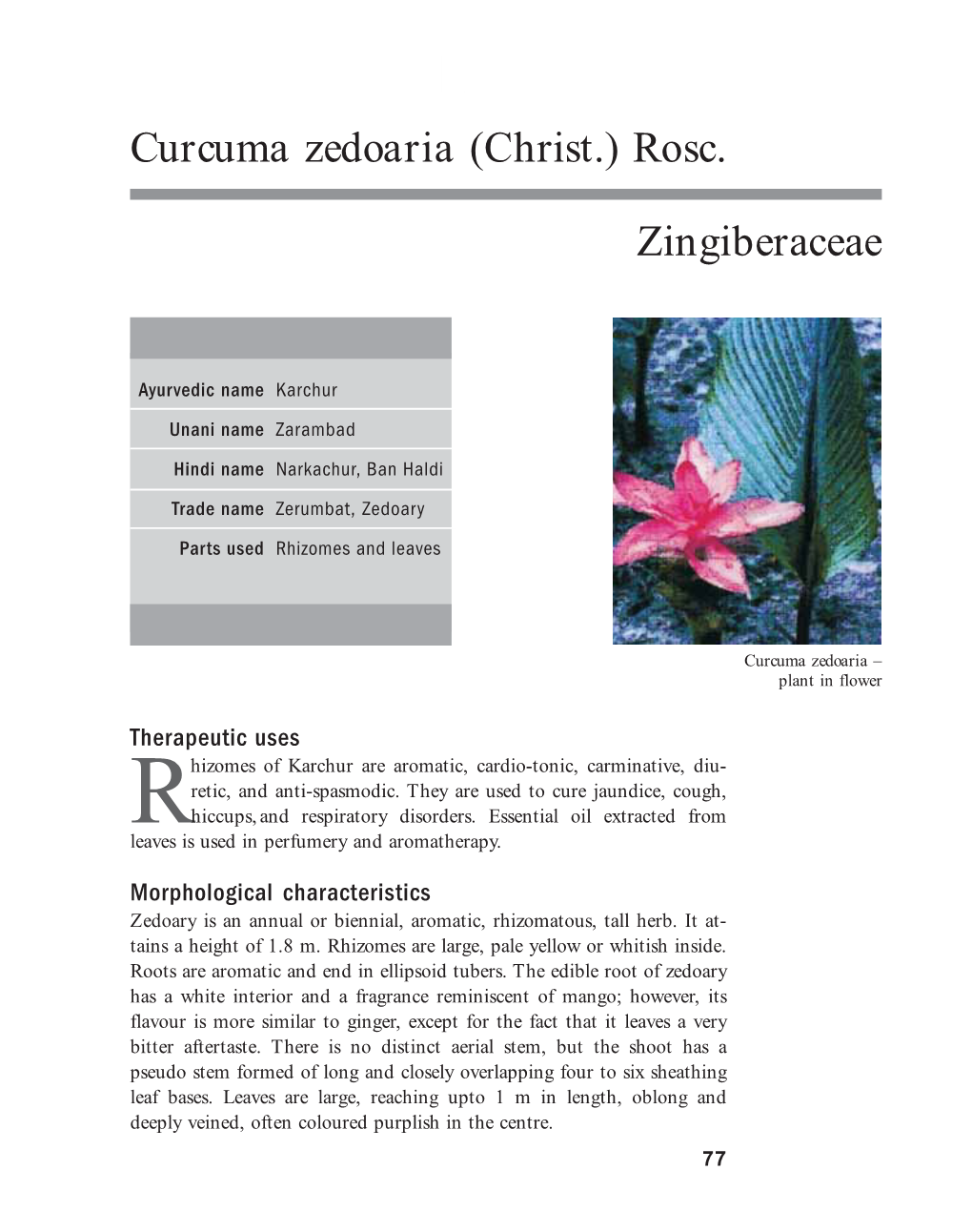 Curcuma Zedoaria (Christ.) Rosc. Zingiberaceae