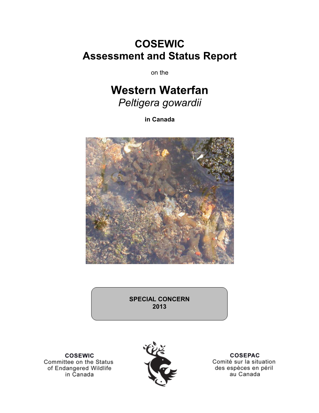 Western Waterfan Lichen,Peltigera Gowardii