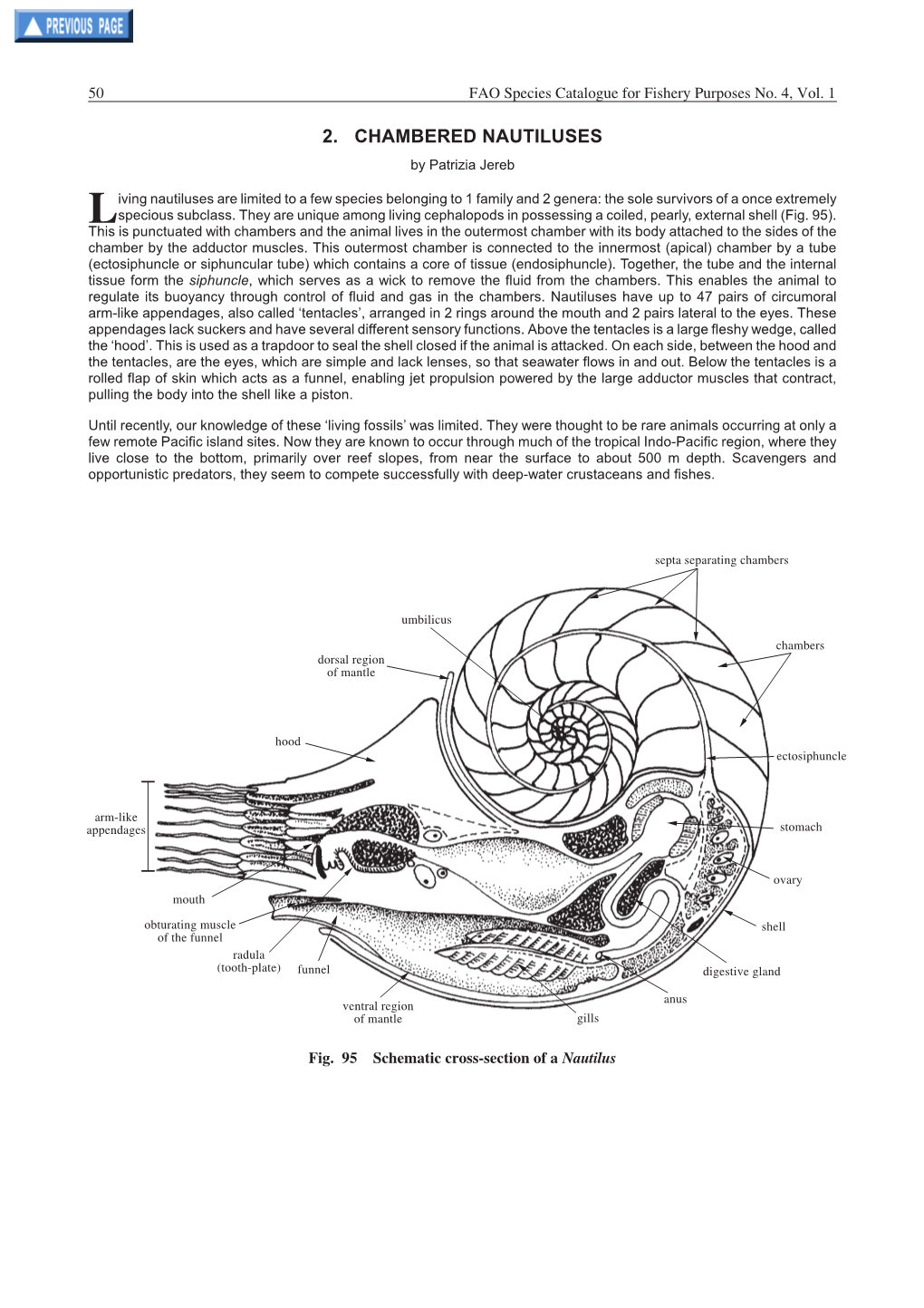 2. CHAMBERED NAUTILUSES by Patrizia Jereb