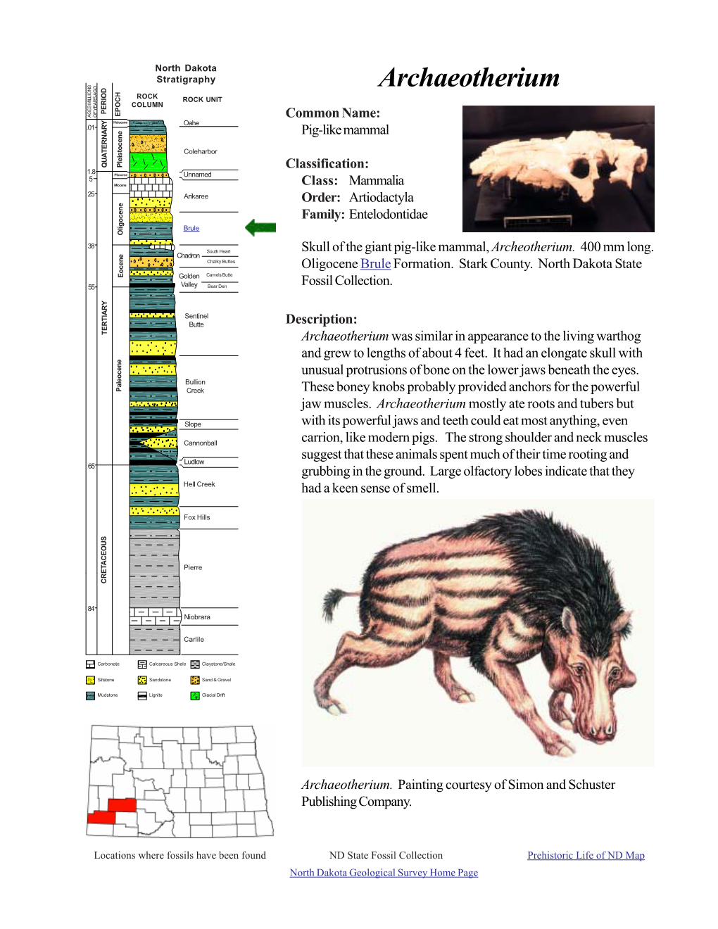 Archaeotherium ROCK ROCK UNIT COLUMN PERIOD EPOCH AGES MILLIONS of YEARS AGO Common Name: Holocene Oahe .01 Pig-Like Mammal