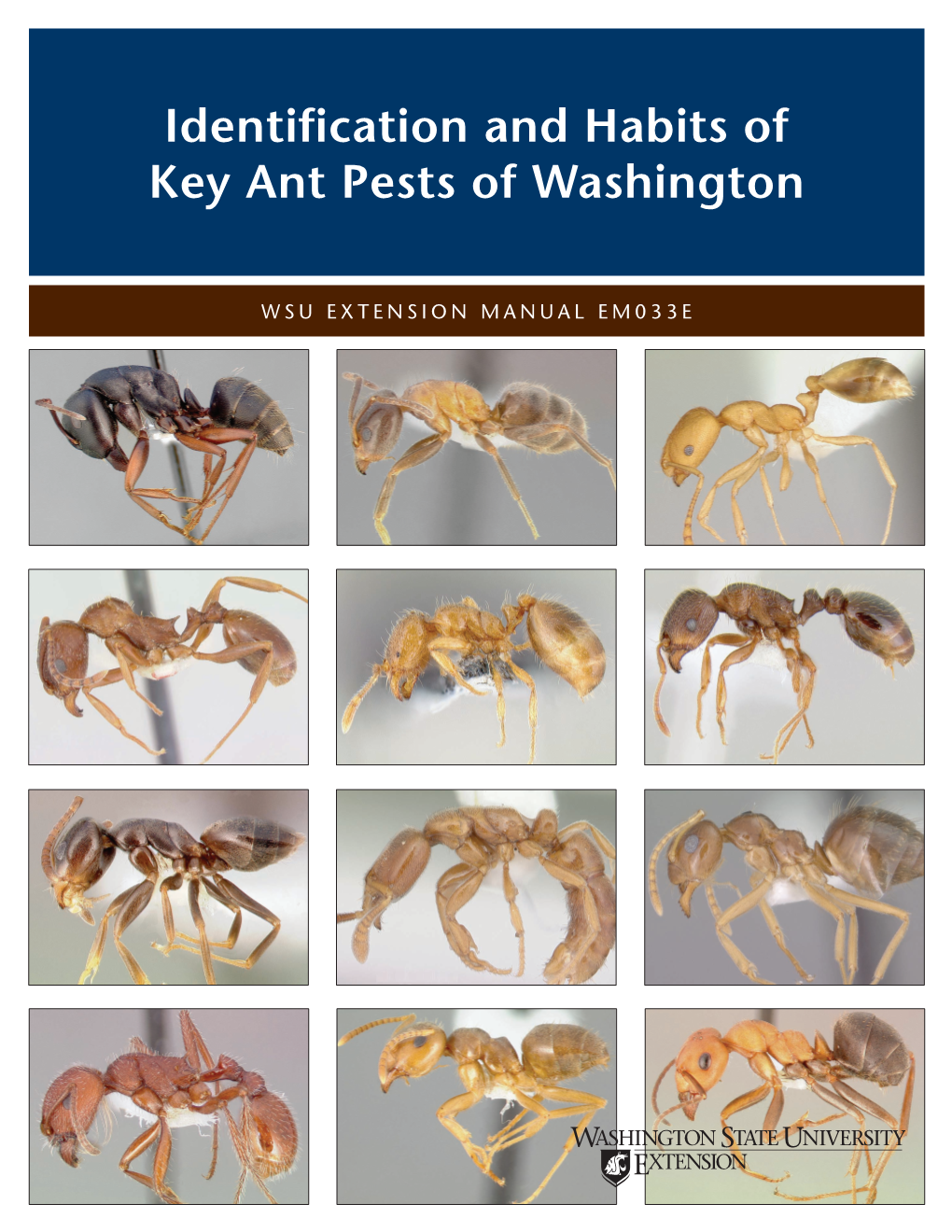 Identification and Habits of Key Ant Pests of Washington