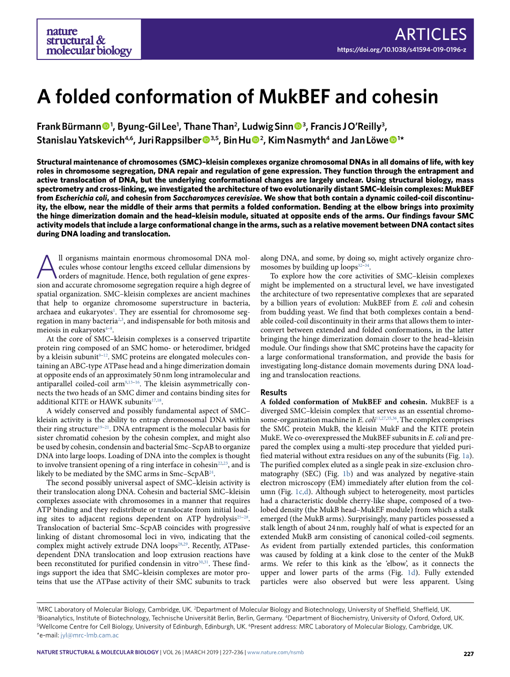A Folded Conformation of Mukbef and Cohesin