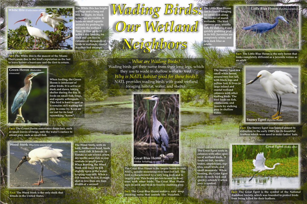 What Are Wading Birds? Why Is NATL Habitat Good for These Birds?