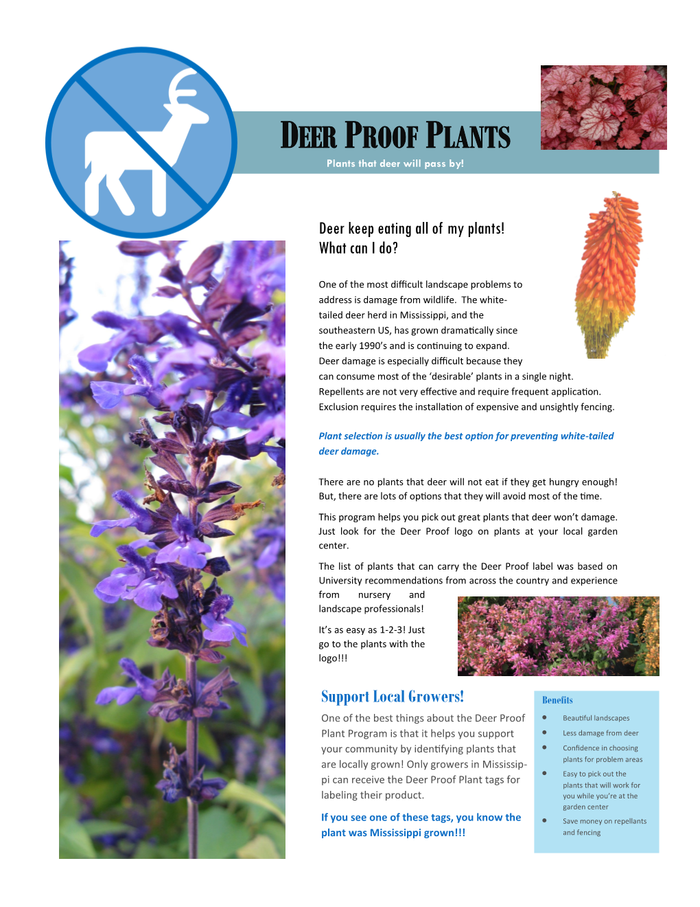 Deer Proof Plant Lists Table of Contents (Click on Sections) Annuals & Herbaceous Perennials Trees & Shrubs Vines, Groundcovers & Ferns Grasses, Sedges & Rushes