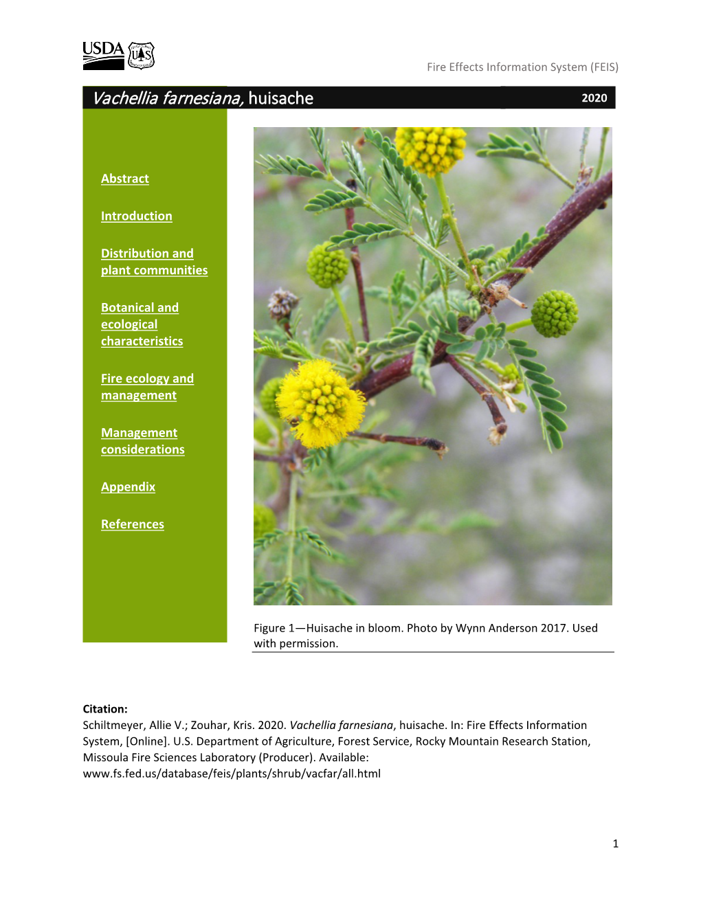 Vachellia Farnesiana, Huisache 2020