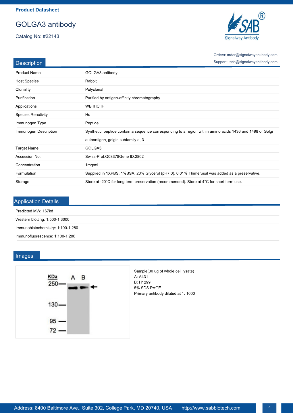 GOLGA3 Antibody