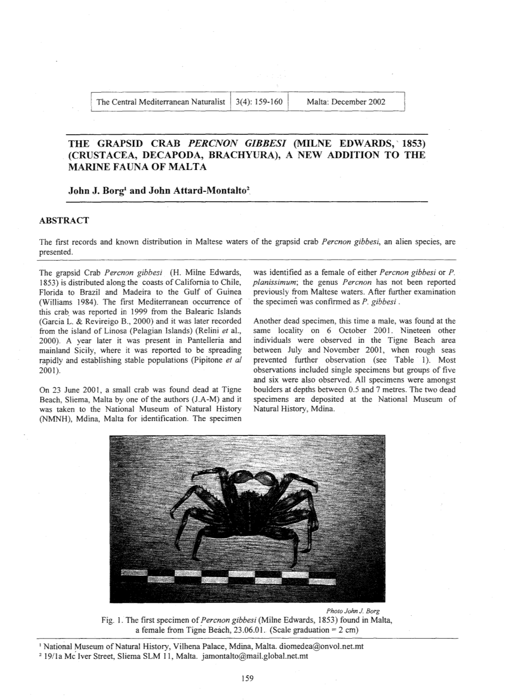 The Grapsid Crab Percnon Gibbesi (Milne Edwards,' 1853) (Crustacea, Decapoda, Brachyura), a New Addition to the Marine Fauna of Malta