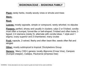 Bignoniaceae – Bignonia Family