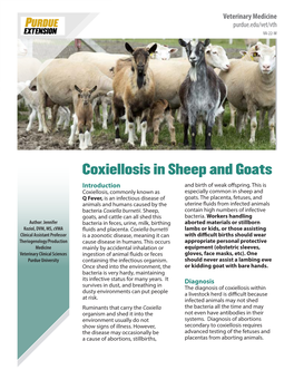Coxiellosis in Sheep and Goats Introduction and Birth of Weak Offspring