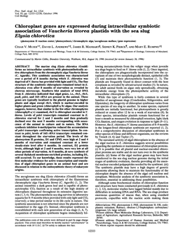 Elysia Chlorotica (Photosystem II Reaction Center/Photosynthesis/Chromophytic Alga/ Ascoglossan Mollusc/Gene Expression)