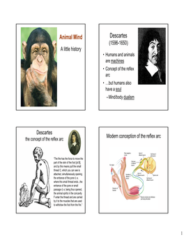 Animal Mind Descartes (1596-1650) a Little History • Humans and Animals Are Machines • Concept of the Reflex Arc • …But Humans Also Have a Soul – Mind/Body Dualism