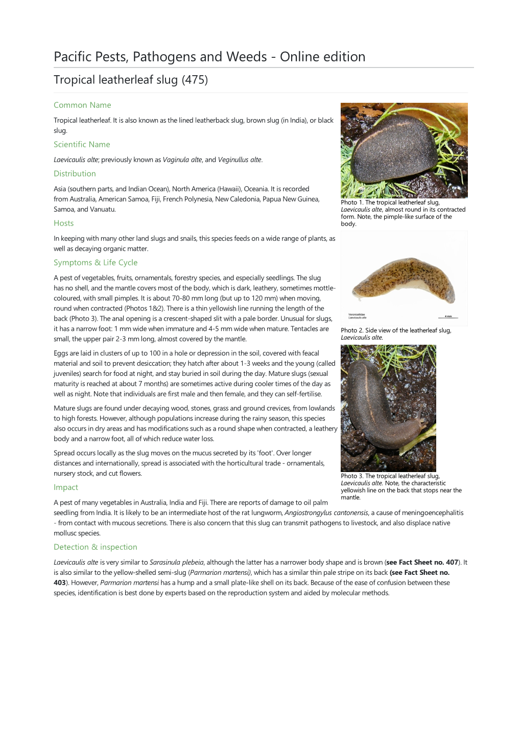 Tropical Leatherleaf Slug (475)