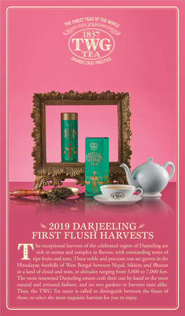 2019 Darjeeling First Flush Harvests