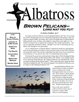 Brown Pelicans—