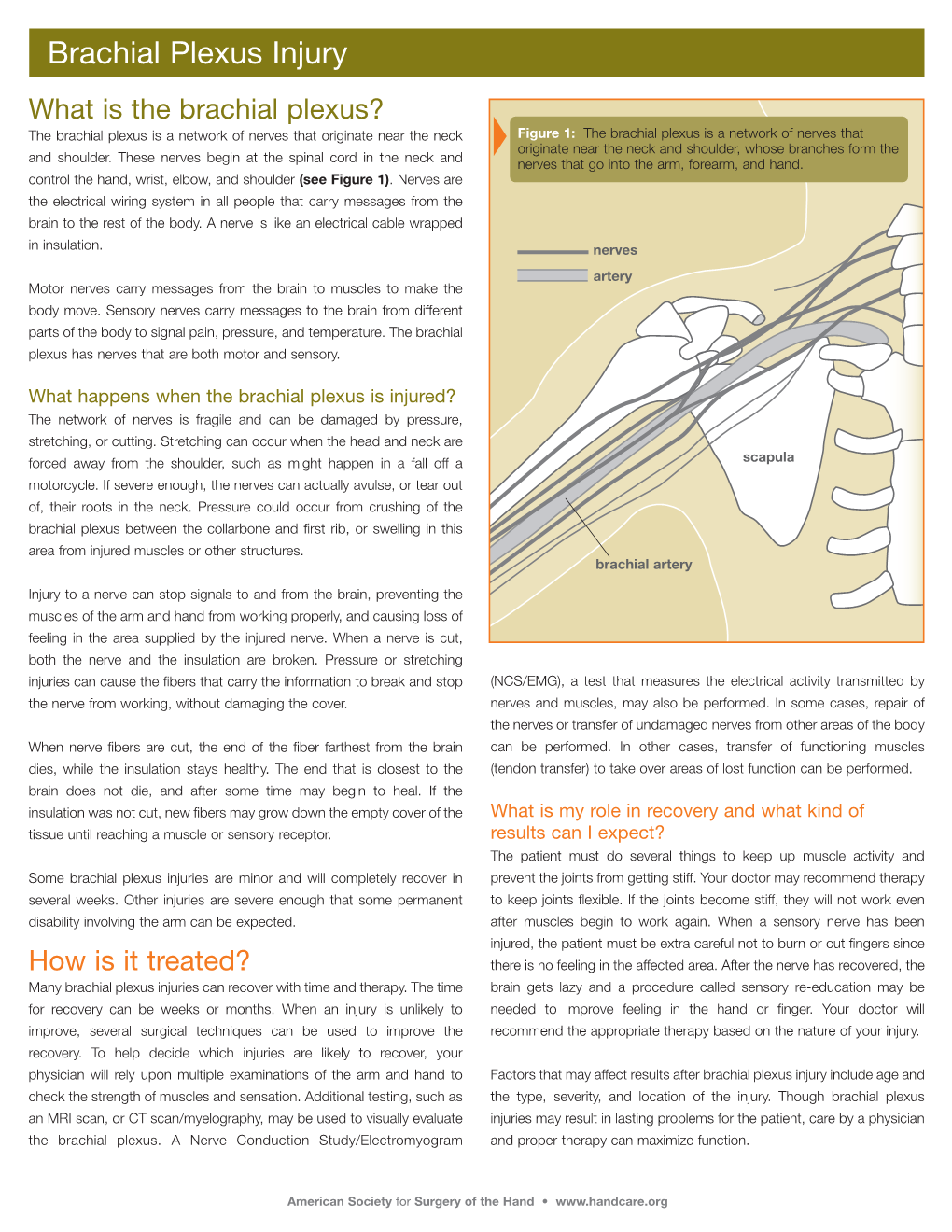 Brachial Plexus Injury