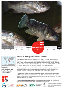 Species of the Day: Oreochromis Karongae