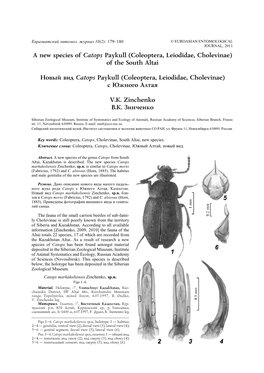 A New Species of Catops Paykull (Coleoptera, Leiodidae, Cholevinae) of the South Altai