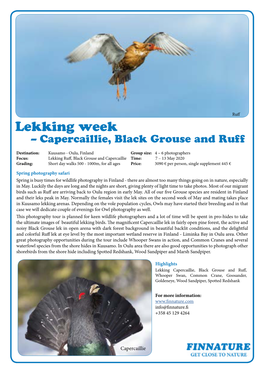 Lekking Week – Capercaillie, Black Grouse and Ruff