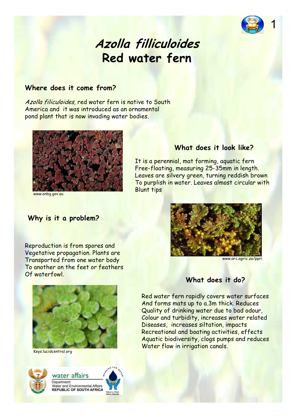 Azolla Pamphlets