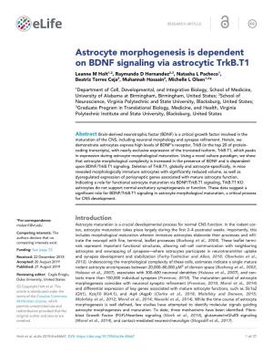 Astrocyte Morphogenesis Is Dependent on BDNF Signaling Via