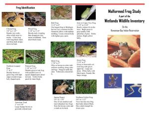 Malformed Frog Study Wetlands Wildlife Inventory