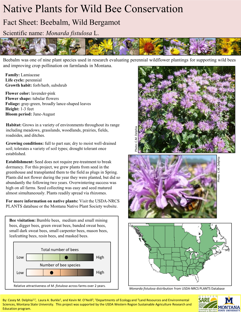 Monarda Fistulosa L