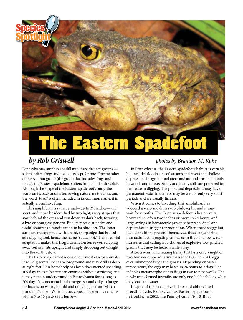 The Eastern Spadefoot by Rob Criswell Photos by Brandon M