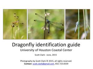 Common Odonta—Dragonflies and Damselflies