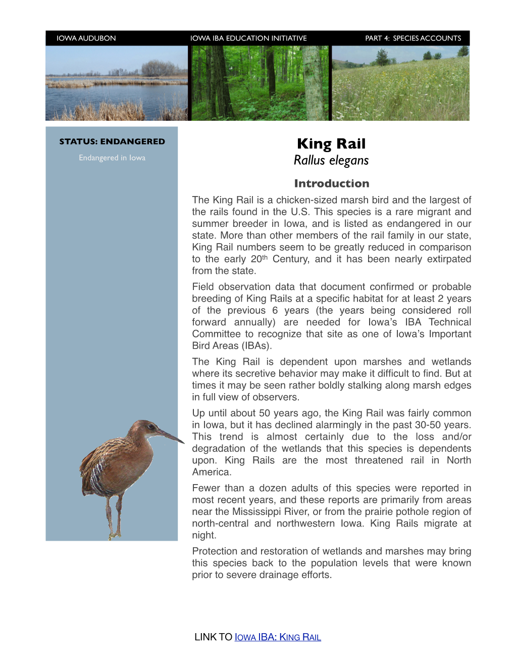 King Rail Endangered in Iowa Rallus Elegans Introduction the King Rail Is a Chicken-Sized Marsh Bird and the Largest of the Rails Found in the U.S
