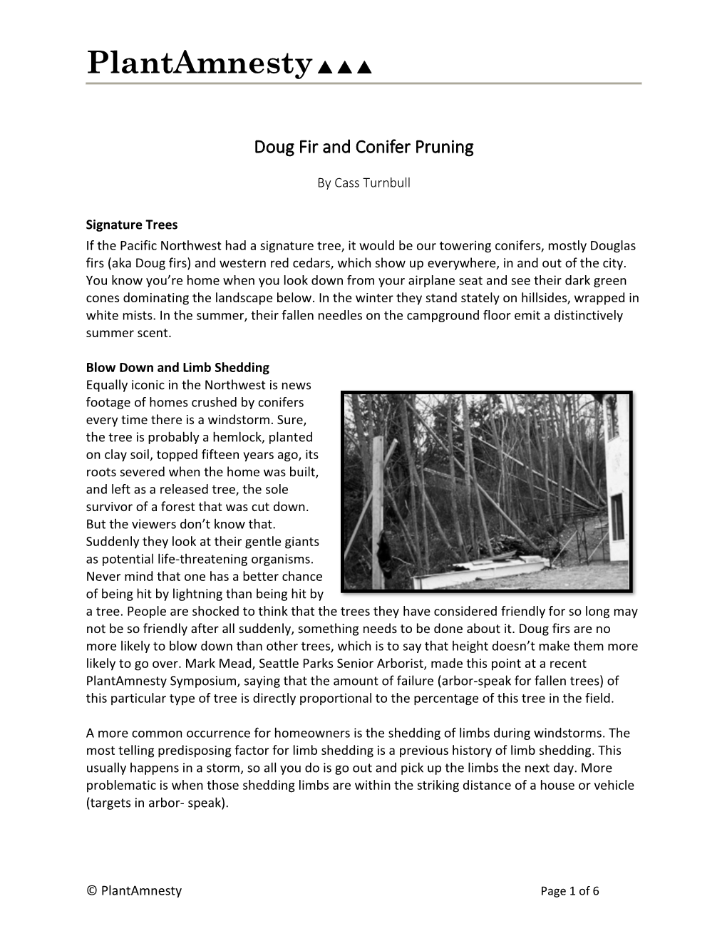 Doug Fir and Conifer Pruning