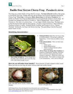 Pacific Tree Sierran Chorus Frog: Pseudacris Sierra