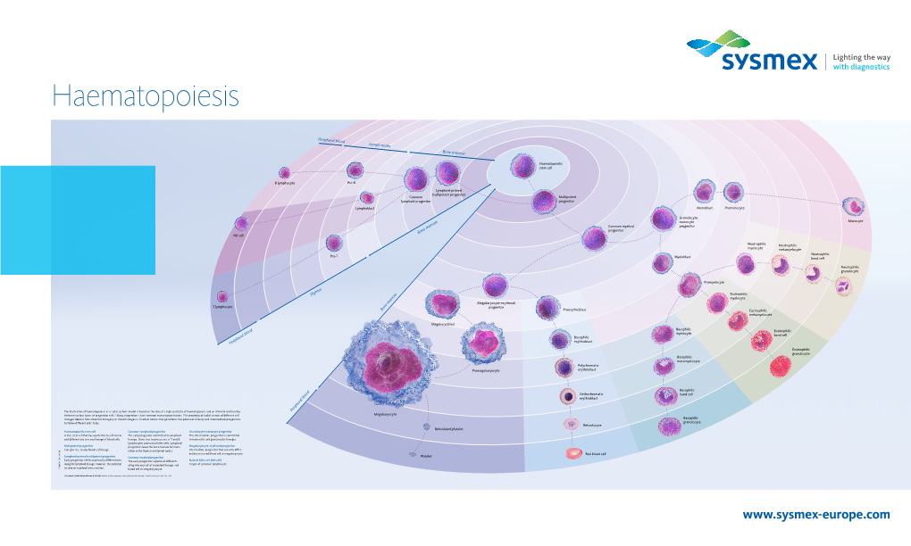 Haematopoesis Solarsystem