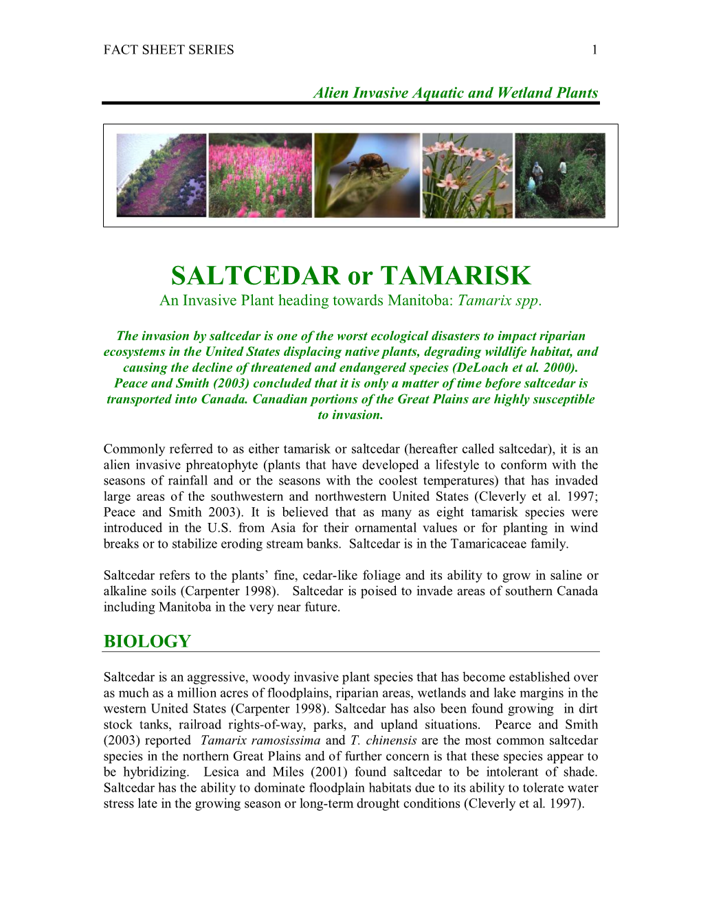 SALTCEDAR Or TAMARISK an Invasive Plant Heading Towards Manitoba: Tamarix Spp