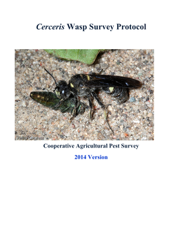 Cerceris Wasp Survey Protocol