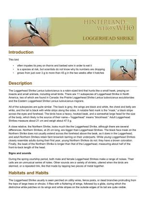 Loggerhead-Shrike-En.Pdf