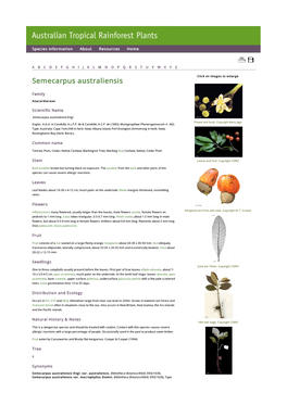 Semecarpus Australiensis Click on Images to Enlarge