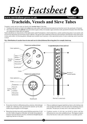 Tracheids, Vessels and Sieve Tubes