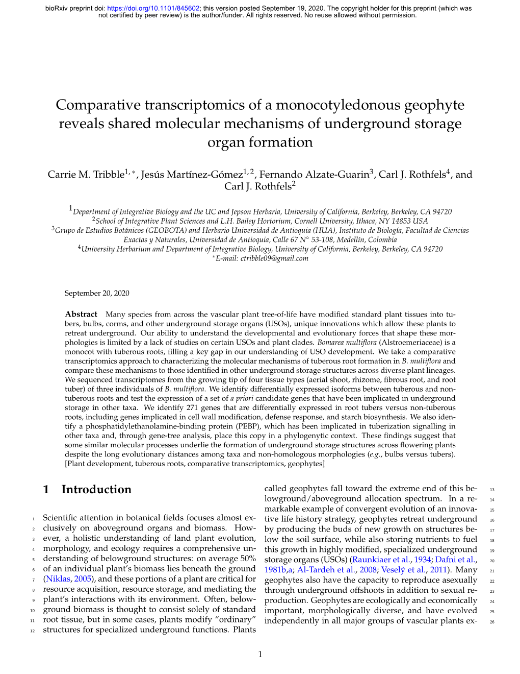 Comparative Transcriptomics of a Monocotyledonous Geophyte Reveals Shared Molecular Mechanisms of Underground Storage Organ Formation