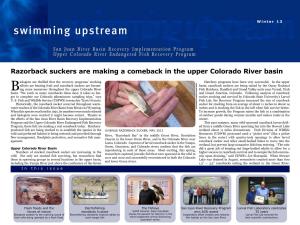Razorback Suckers Are Making a Comeback in the Upper Colorado River Basin