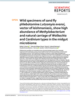 Wild Specimens of Sand Fly Phlebotomine Lutzomyia Evansi