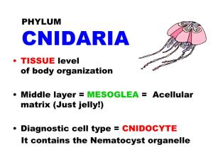 CNIDARIA • TISSUE Level of Body Organization