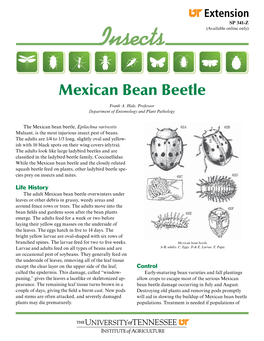 SP 341-Z Insects: Mexican Bean Beetle