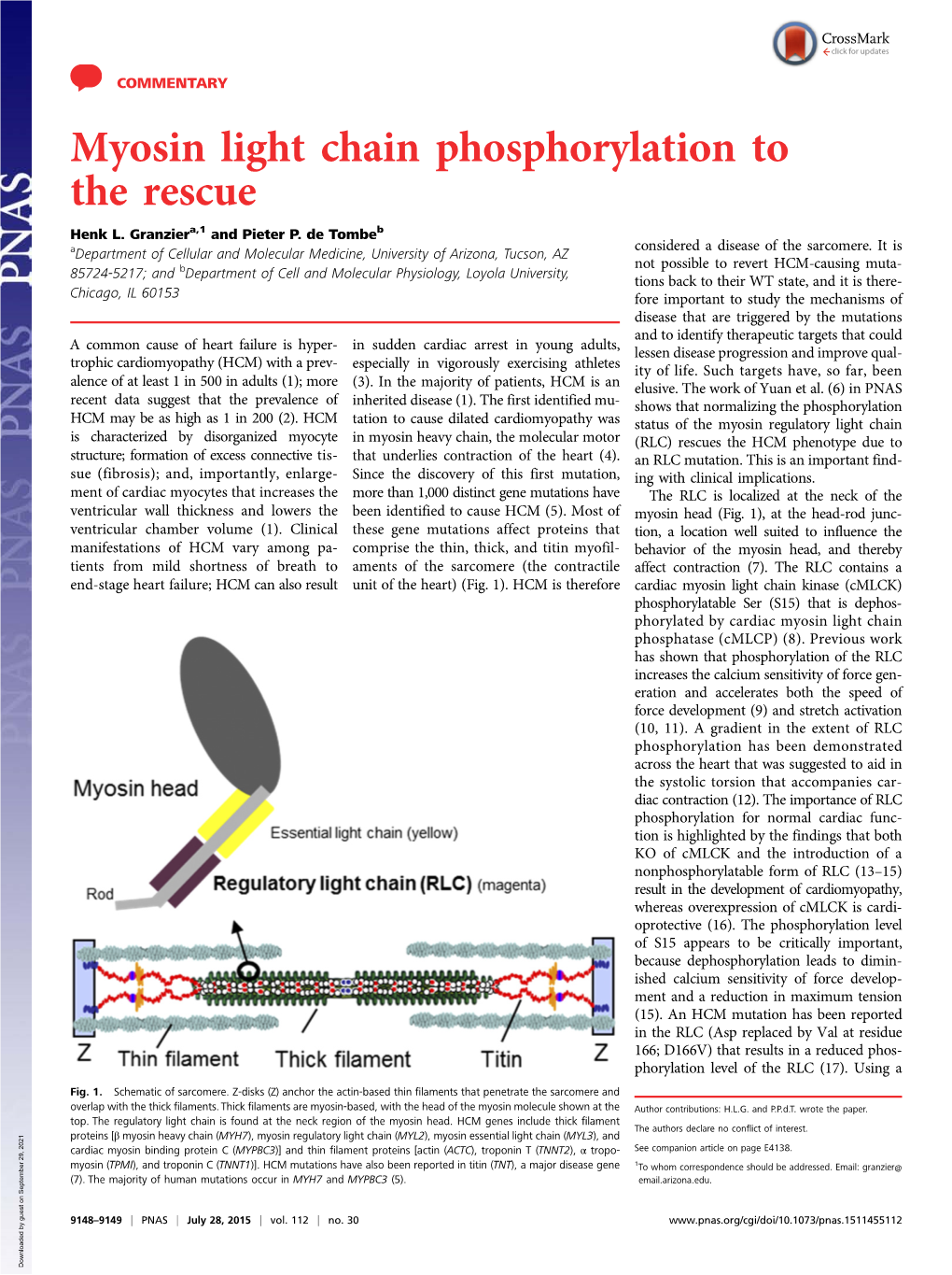 Myosin Light Chain Phosphorylation to the Rescue Henk L