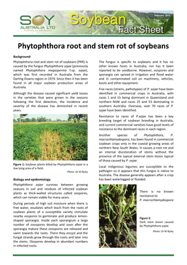 Phytophthora Root and Stem Rot of Soybeans