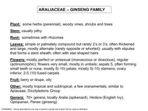 Araliaceae – Ginseng Family